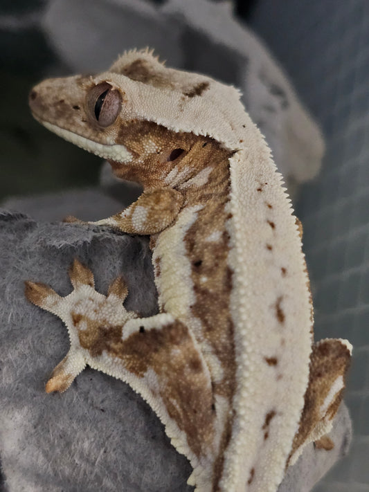 "Vortex" Crested Gecko