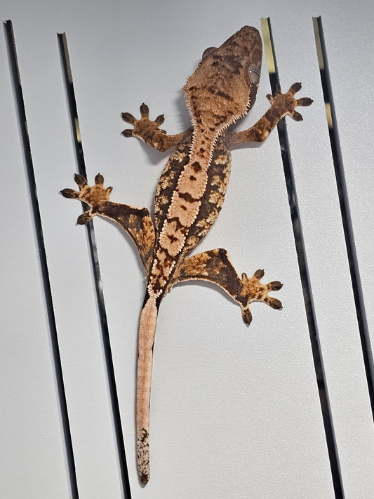 "Loki" Crested Gecko