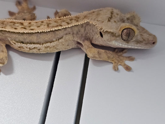 "Pretzel" Crested Gecko