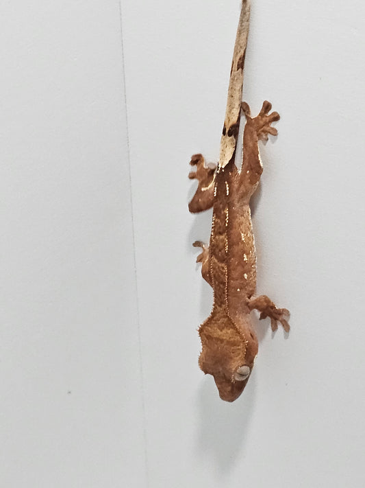 "Crumbs" Crested Gecko