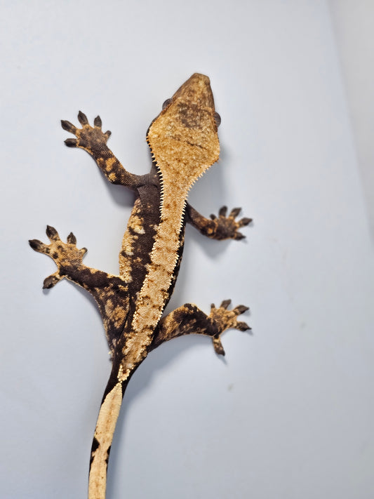 "Twix" crested gecko
